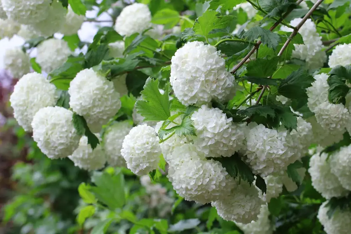 Wei&szlig;e Schneeball-Bl&uuml;ten, die wie kleine Kugeln aussehen, h&auml;ngen an einem Strauch.
