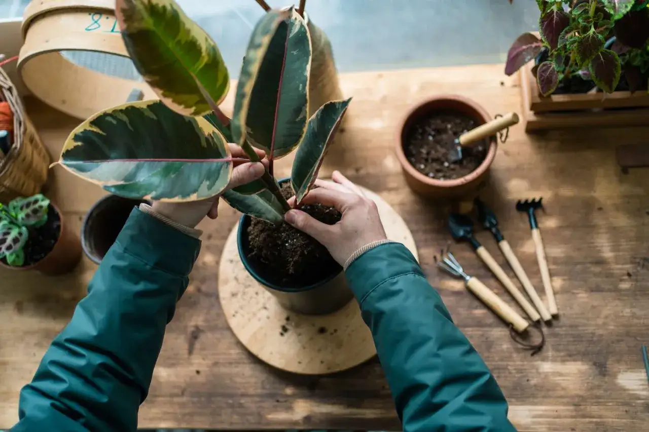Comment faire revivre une plante d'intérieur : mains ajustant la terre autour d'un ficus. Outils de jardinage à proximité.