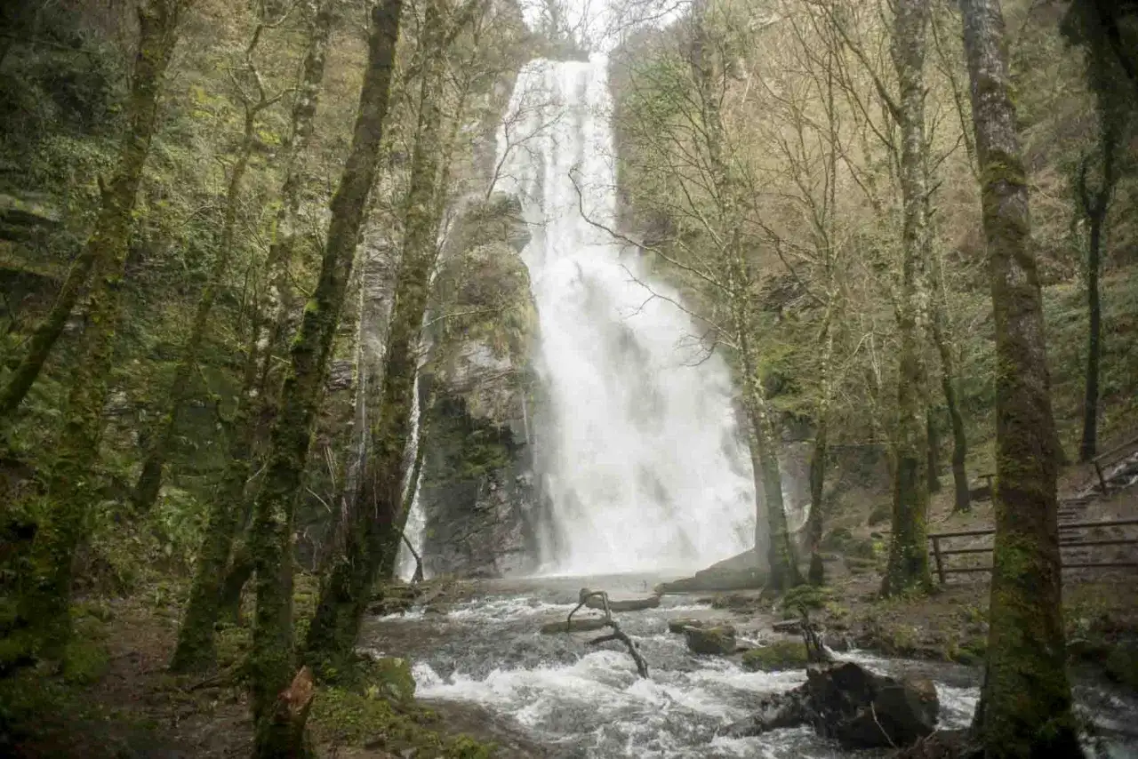 La **Seimeira de Vilagocende** es una cascada imponente rodeada de árboles cubiertos de musgo, con un río caudaloso que fluye a sus pies.