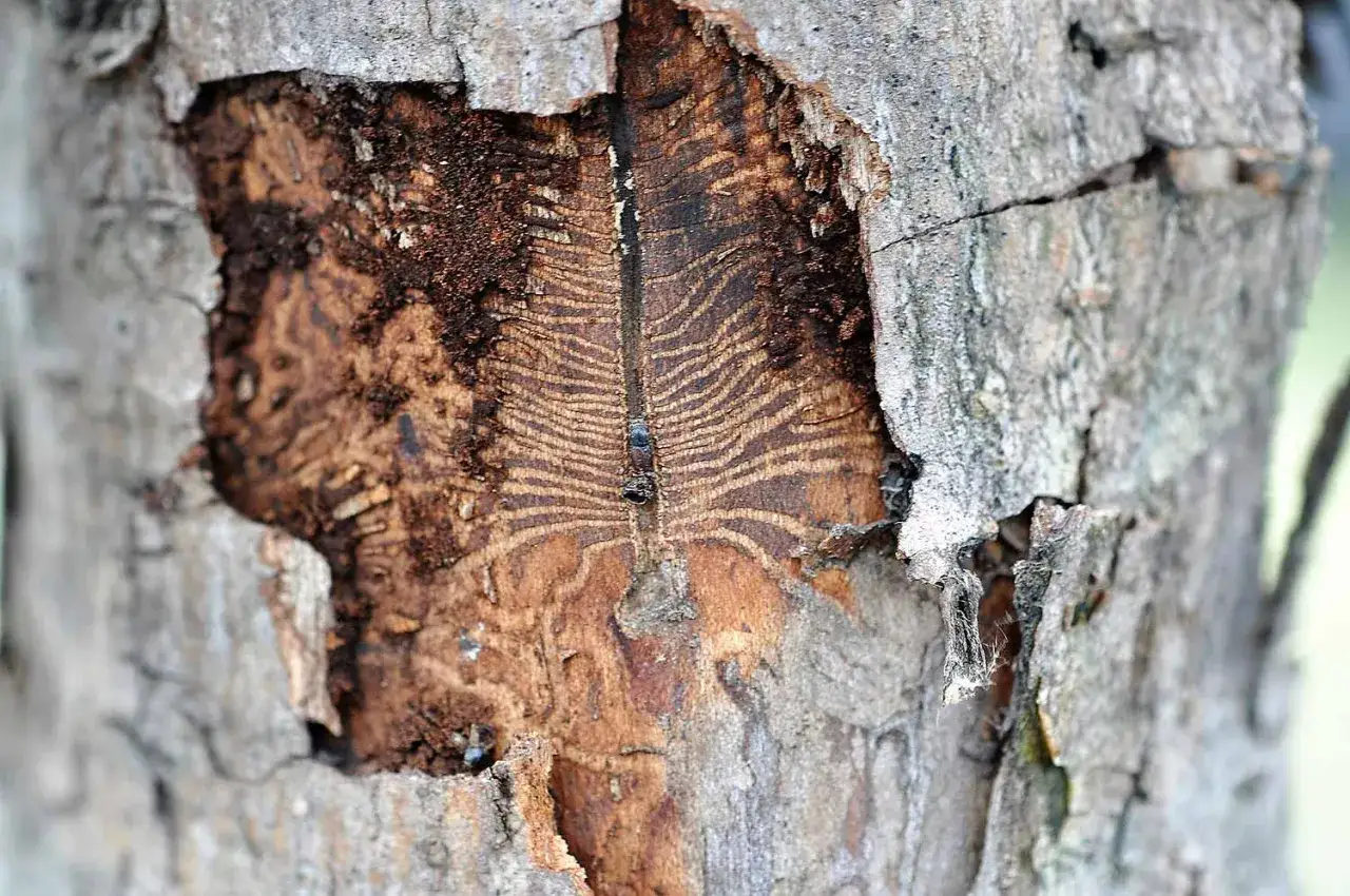 A bark beetle, small and dark, tunnels through wood, leaving intricate patterns.
