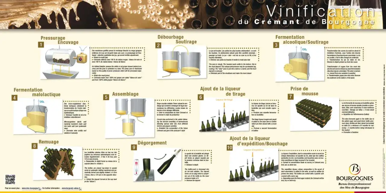 Illustration du processus de vinification du vin rouge, de la pressurage à l'ajout de la liqueur d'expédition.