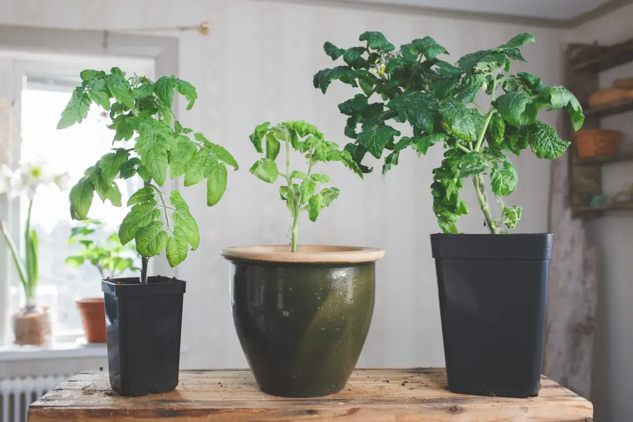 Tre tomatplantor i krukor på en trähylla. Den största plantan har redan små gula blommor. Perfekt för att vattna tomater underifrån.