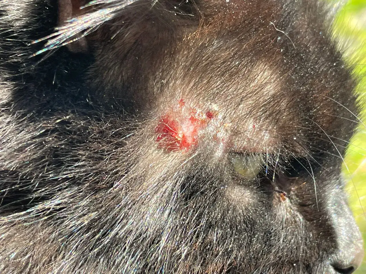 Wunde am Kopf einer Katze, möglicherweise durch eine Futtermittelallergie verursacht.