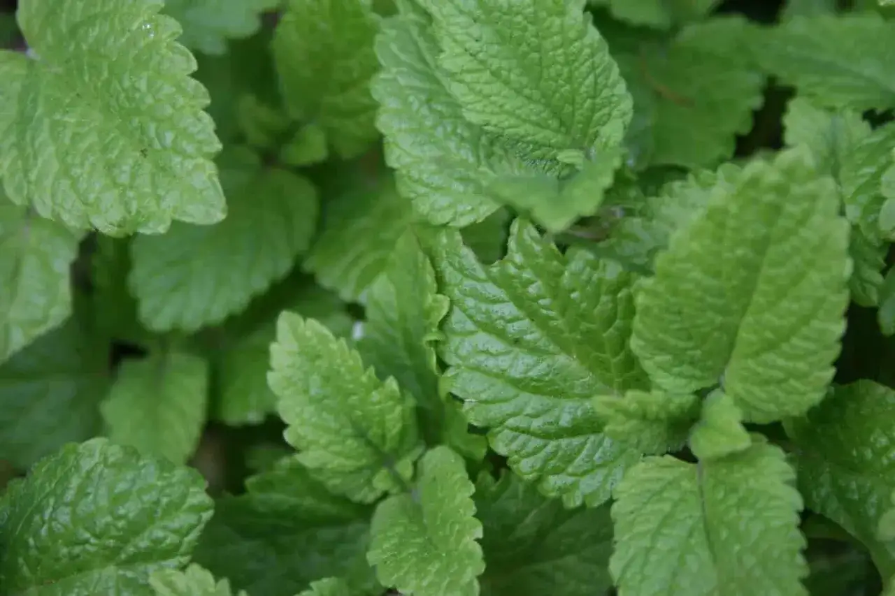 Närbild på gröna, tandade blad av citronmeliss perenn. Doften påminner om citron.
