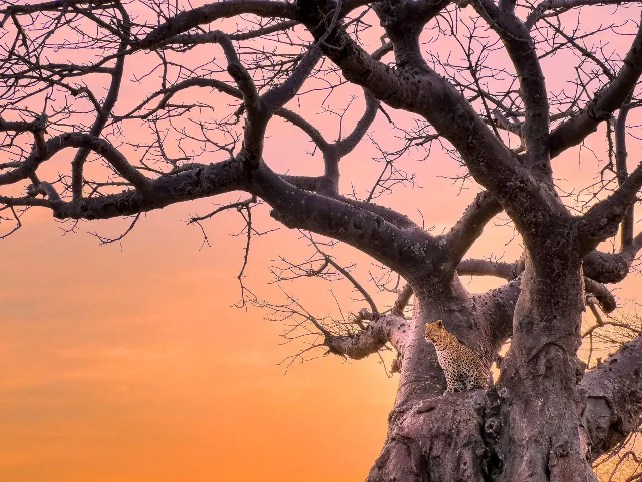 Un léopard guette depuis un baobab au coucher du soleil, capturé en **iphone 13 grand angle**.