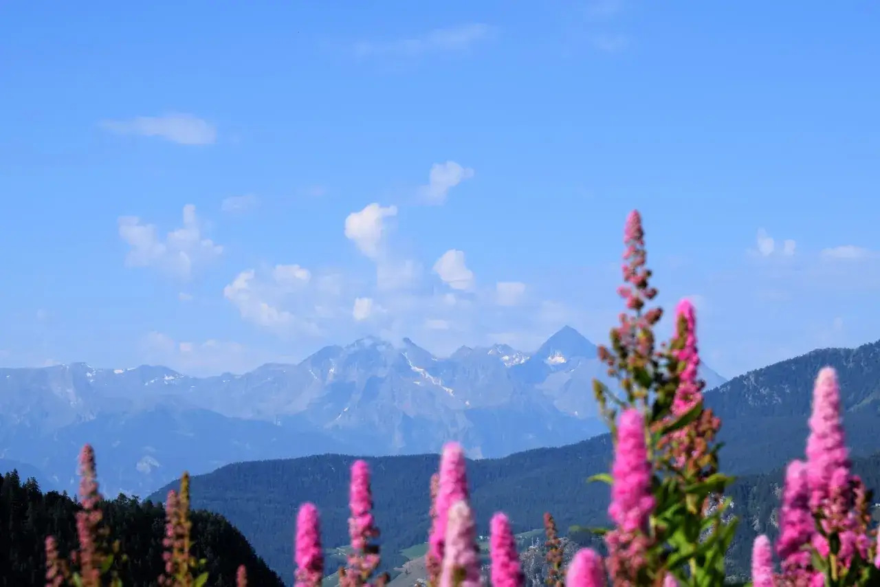 Fiori rosa vibranti in primo piano con montagne azzurre e cielo limpido sullo sfondo, un paesaggio che ricorda il lago di Lod.