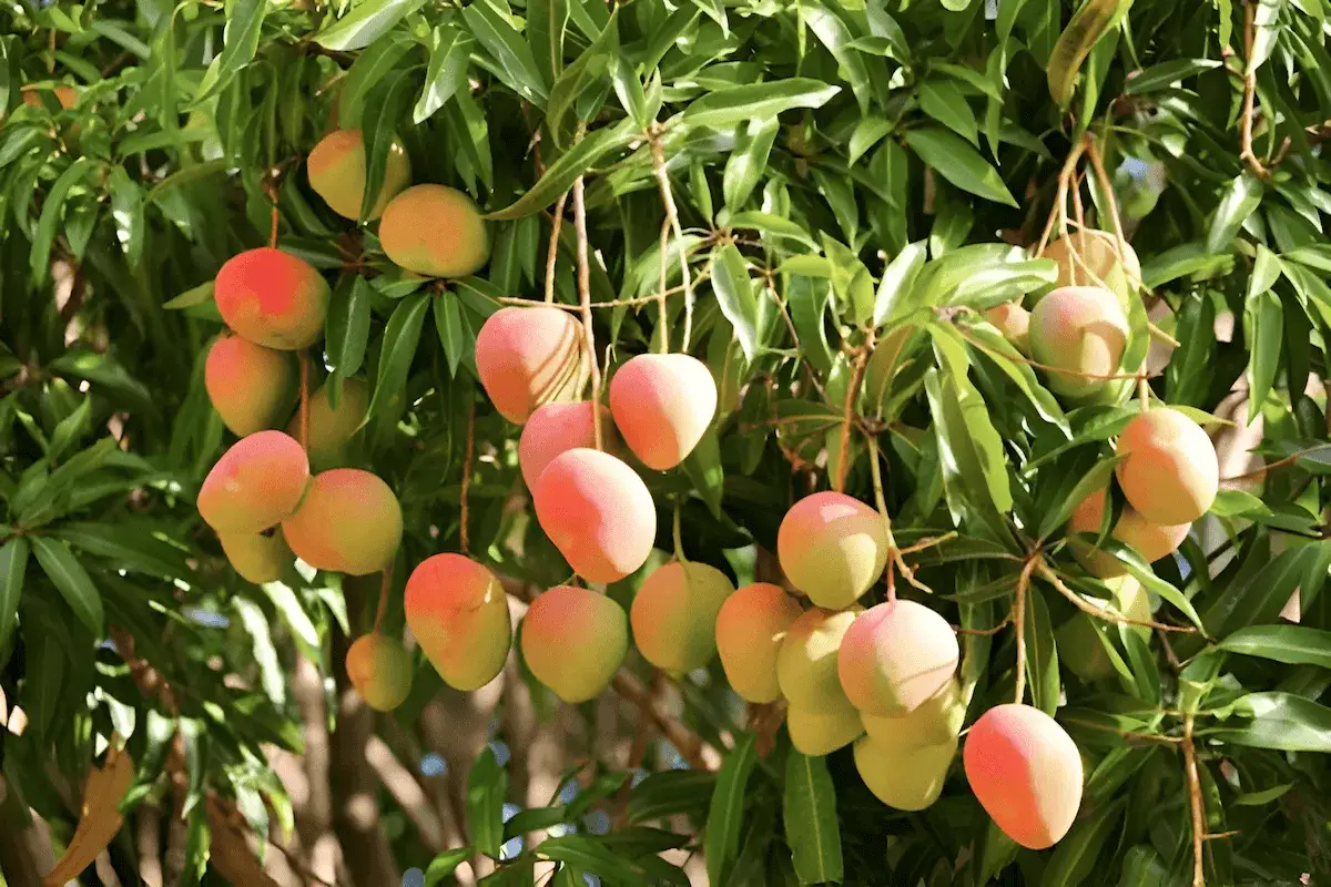 Dojrzałe mango zwisają z gałęzi, pokazując, gdzie rosną te tropikalne owoce.