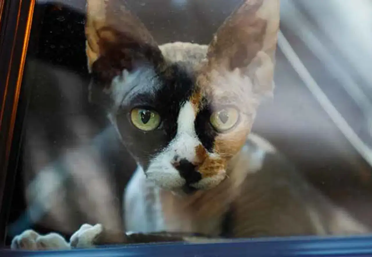 En sjuk katt med stora öron tittar ut genom ett fönster.