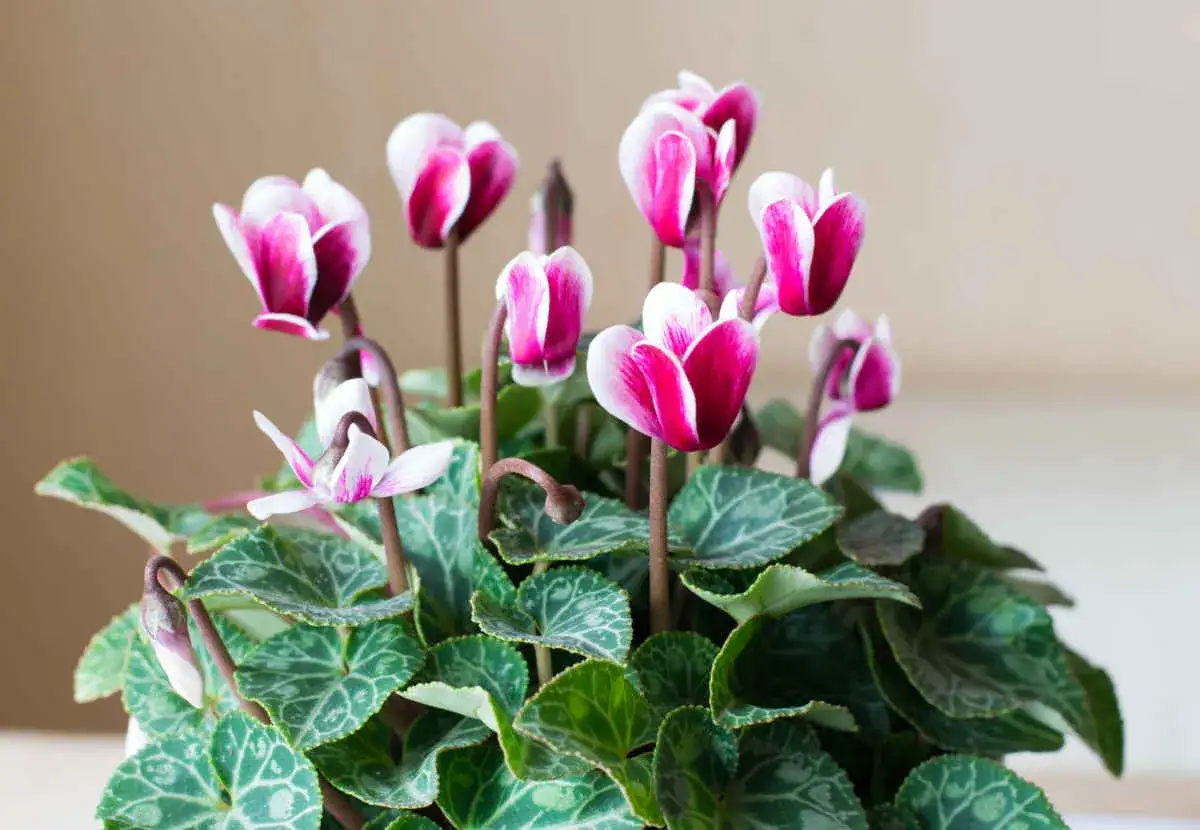 Un cyclamen aux fleurs roses et blanches, parfait pour un entretien facile et une touche de couleur hivernale.