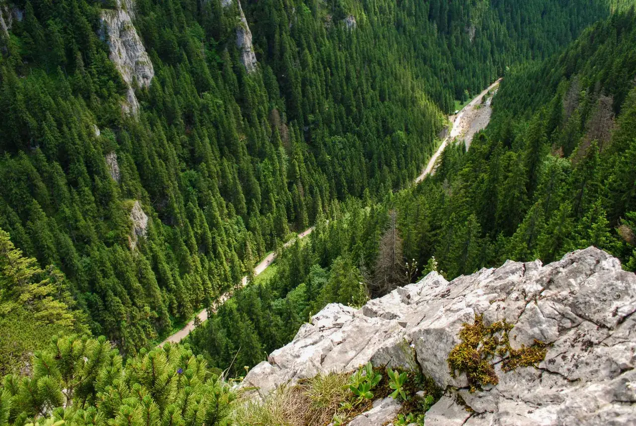 Widok z g&oacute;ry na zalesioną Dolinę Kościeliską, z krętą drogą wijącą się wśr&oacute;d drzew i skalistymi zboczami.