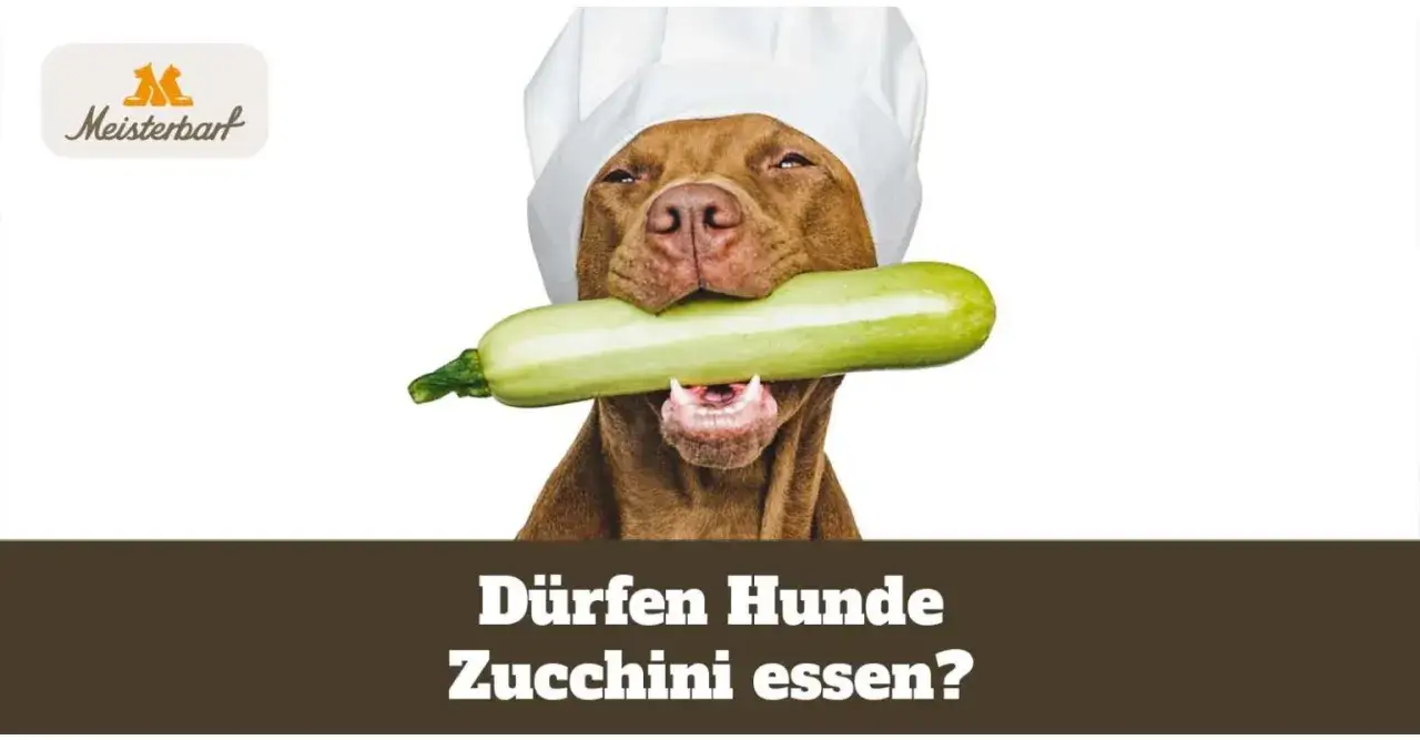 Ein Kochhut tragender Hund h&auml;lt eine Zucchini im Maul. D&uuml;rfen Hunde Zucchini essen?