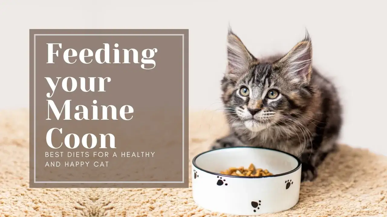 Un jeune Maine Coon regarde sa gamelle. L'alimentation de votre Maine Coon est essentielle pour sa sant&eacute;.