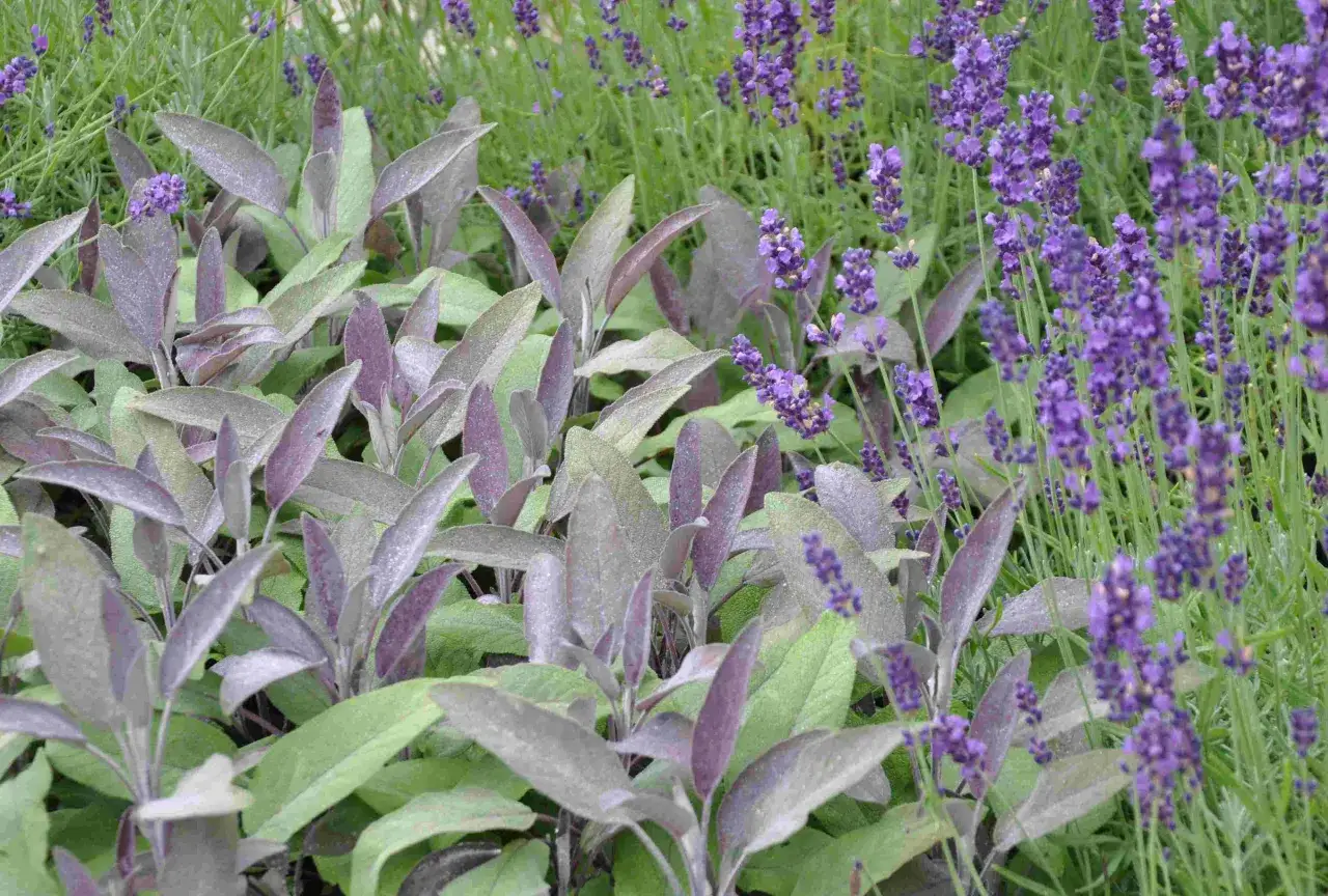 Vacker samplantering lavendel i kruka med purpurfärgade blad och lila blommor.