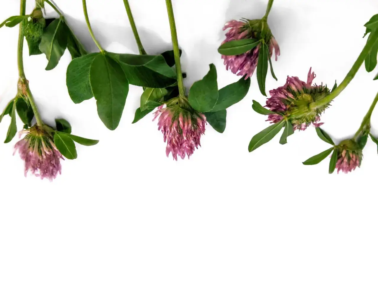 Fiori di trifoglio rosa su sfondo bianco. Il trifoglio è noto per il suo contenuto di cumarina, una sostanza aromatica.