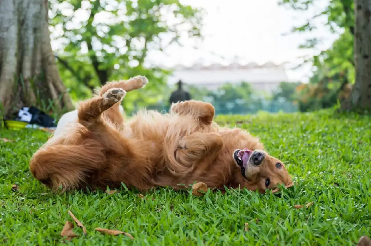 Golden retriever rolls in grass, looking happy. Perhaps it's trying to mask its scent, a reason why do dogs roll in poop.