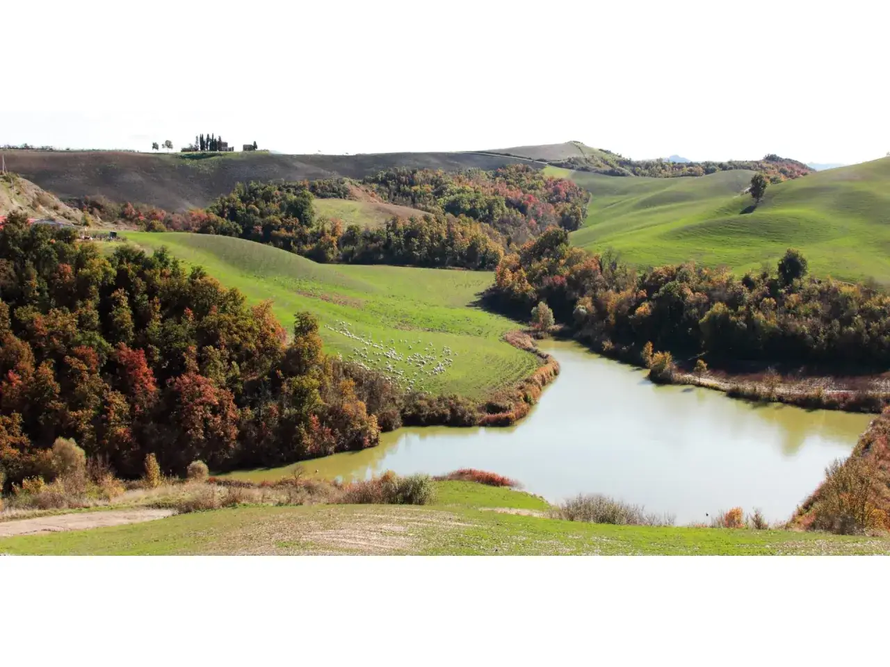 Dolci colline toscane nei pressi di Monteroni d'Arbia, con un lago sereno e un gregge al pascolo tra alberi autunnali.