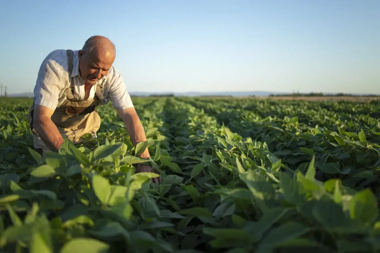 Agricultor revisa su campo de soja. Pensando en c&oacute;mo cotizar r&eacute;gimen agrario sin trabajar, mientras el sol se pone.