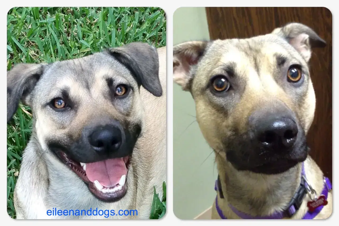 Two close-ups of a dog. The left shows a happy dog with its mouth open, as if asking 