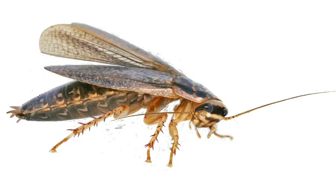 Una cucaracha americana gigante con alas extendidas, patas espinosas y antenas largas, lista para volar.