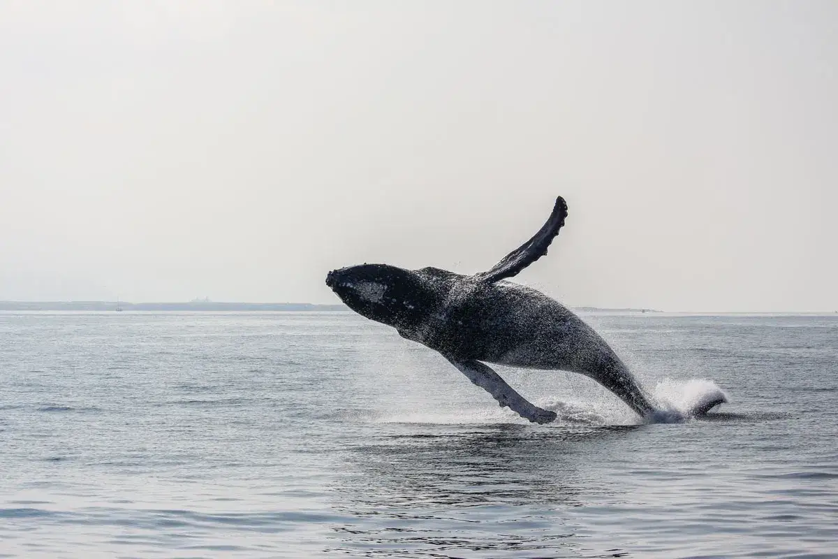 Una maestosa balena megattera salta fuori dall'acqua, mostrando la sua potenza e bellezza in un'esplosione di spruzzi.