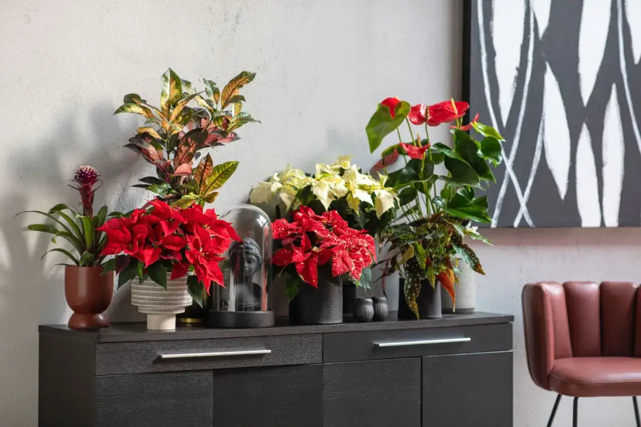 Stojące na komodzie rośliny, w tym gwiazdy betlejemskie, anthurium i bromelia, tworzą świąteczną dekorację.