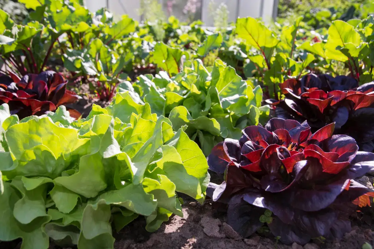 Frisch angebaute **Salatpflanzen** in verschiedenen Sorten und Farben, von leuchtendem Grün bis zu tiefem Rot, wachsen im sonnigen Garten.