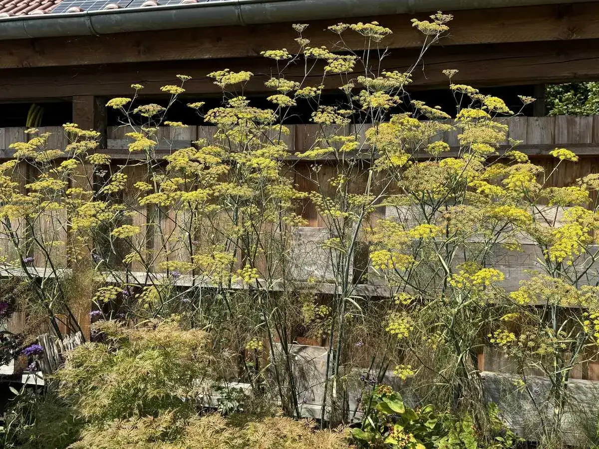Hoher bronzefenchel mit gelben Blüten vor einer Holzfassade. Der Standort ist sonnig und bietet viel Platz für das ausladende Gewächs.