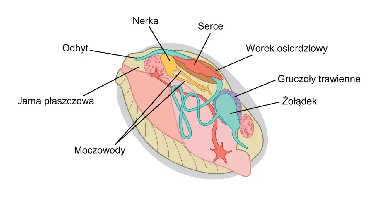 Schemat budowy wewnętrznej małża, pokazujący jak powstają muszle morskie dzięki płaszczowi. Widoczne narządy: serce, nerka, żołądek.