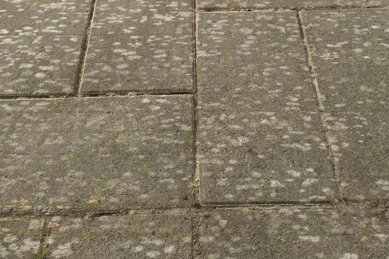 Gr&aring; stenplattor med mossa och ogr&auml;s. Ett husmorstips f&ouml;r att ta bort mossa p&aring; stenplattor kan vara anv&auml;ndbart h&auml;r.