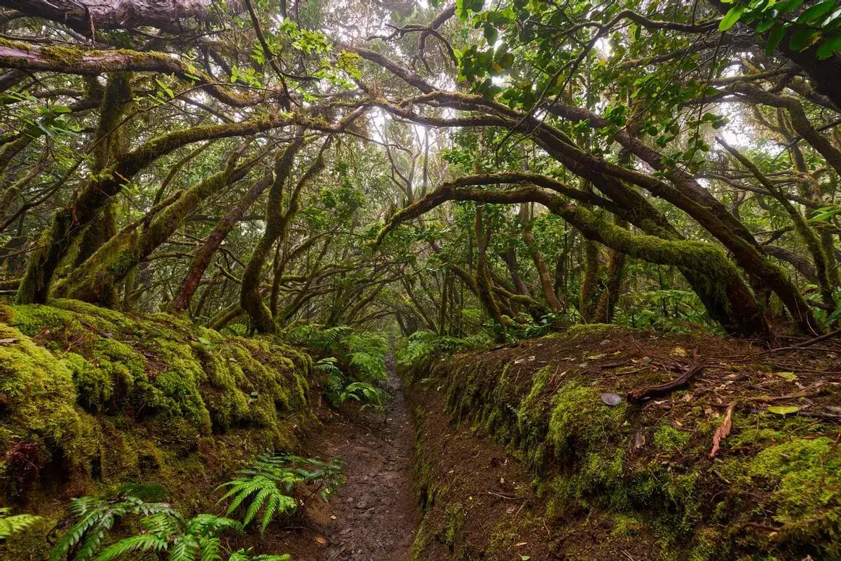 Sendero cubierto de musgo y helechos, ideal para senderismo en Canarias. Ramas retorcidas crean un túnel verde.