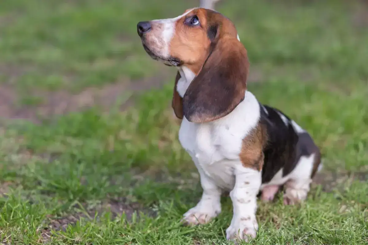 Uroczy pies gończy basset hound z długimi uszami siedzi na trawie, patrząc w g&oacute;rę z zaciekawieniem.