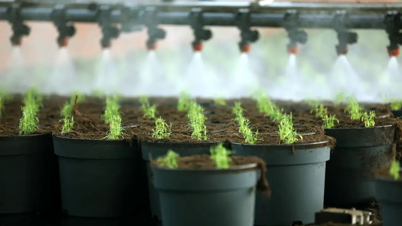 Bewässerungssystem besprüht junge Pflanzen in Töpfen. Die Aussaat im Februar zeigt erste zarte grüne Triebe, die für das Wachstum vorbereitet werden.