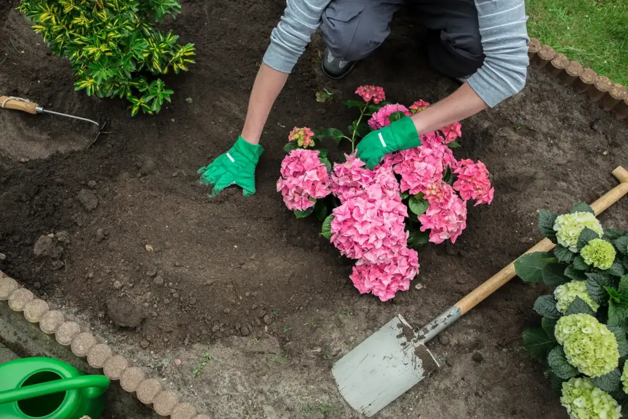 Ręce w zielonych rękawiczkach sadzą piękne, różowe hortensje. To idealny moment, kiedy sadzić hortensje, by cieszyć się ich kwitnieniem.