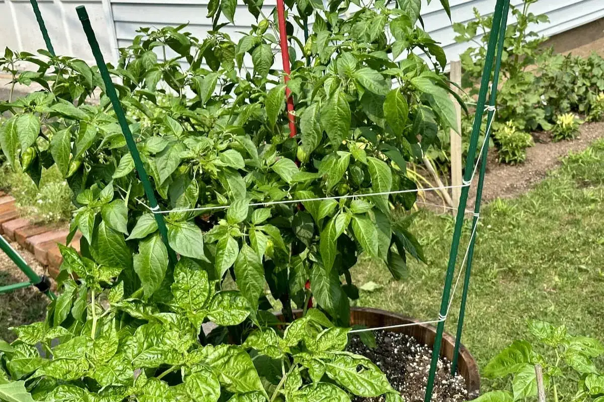 A pepper plant is supported by a trellis, showing that peppers need a trellis for healthy growth and fruit production.