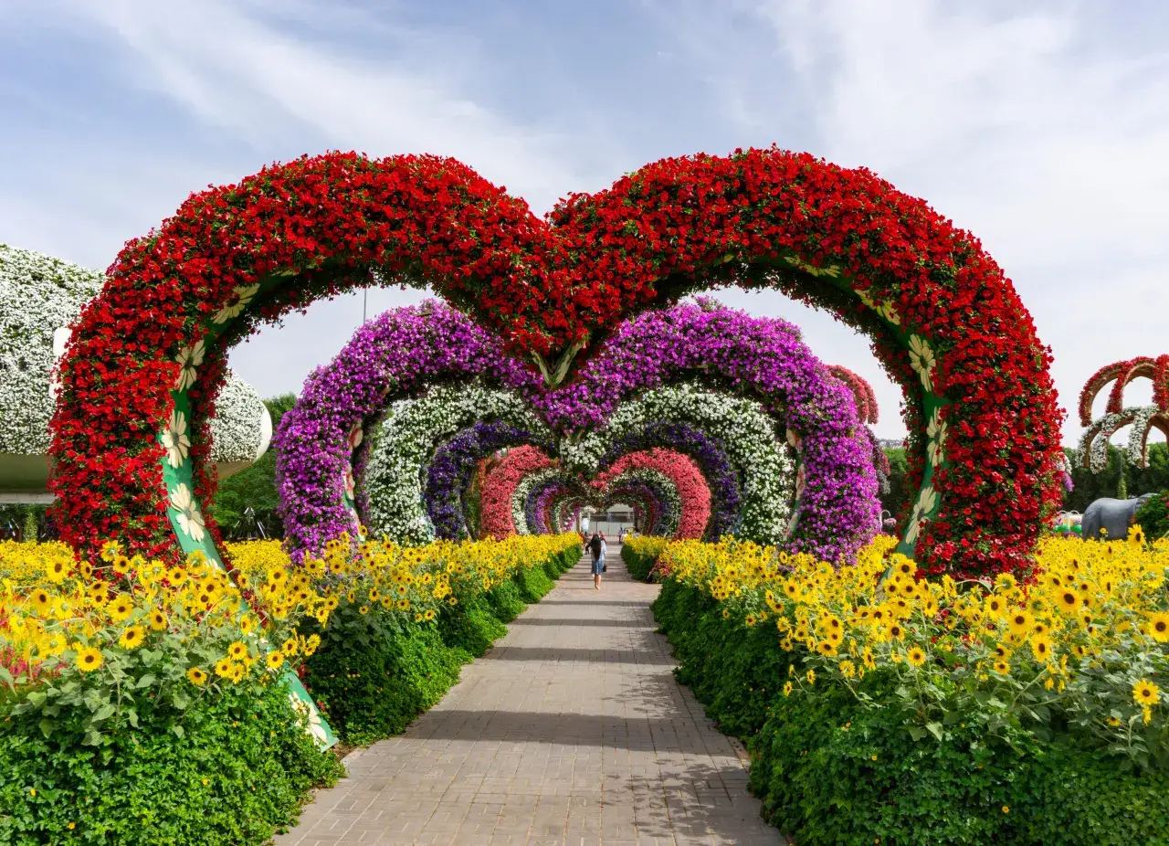 Aleja serc z kwiatów w Miracle Garden w Dubaju. Kolorowe łuki z czerwonych, fioletowych i białych kwiatów, z żółtymi słonecznikami po bokach.