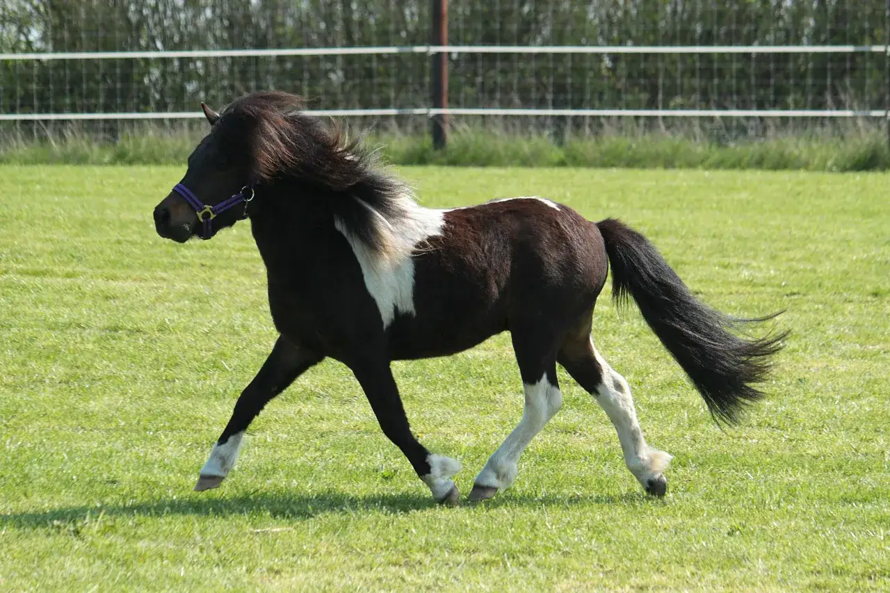 Ein braun-wei&szlig; geflecktes Shetlandpony galoppiert &uuml;ber eine gr&uuml;ne Wiese. Sie k&ouml;nnen sich fragen, wie alt werden Shetlandponys, diese robusten kleinen Pferde.