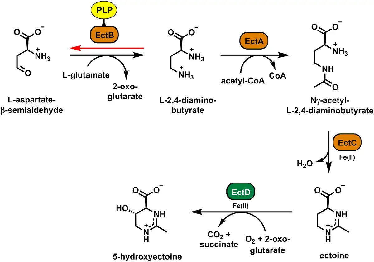 Ścieżka biosyntezy ektoiny: L-aspartate-β-semialdehyde przekształca się w L-2,4-diaminobutyrate, potem w Nγ-acetyl-L-2,4-diaminobutyrate, a następnie w ektoinę.