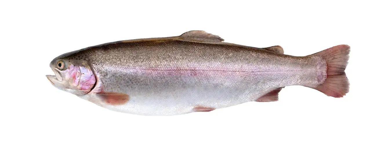 Ein ganzer Fisch, eine pinke Forelle, mit schillernden Schuppen und einem rosafarbenen Streifen entlang der Seite.