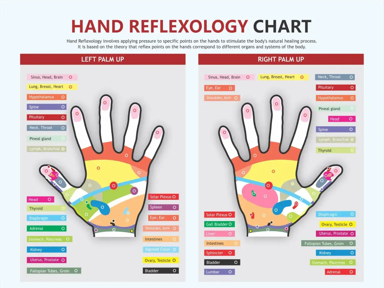 Mappa di riflessologia plantare: ogni dito corrisponde ad un organo. Illustra punti di pressione per stimolare il benessere del corpo.