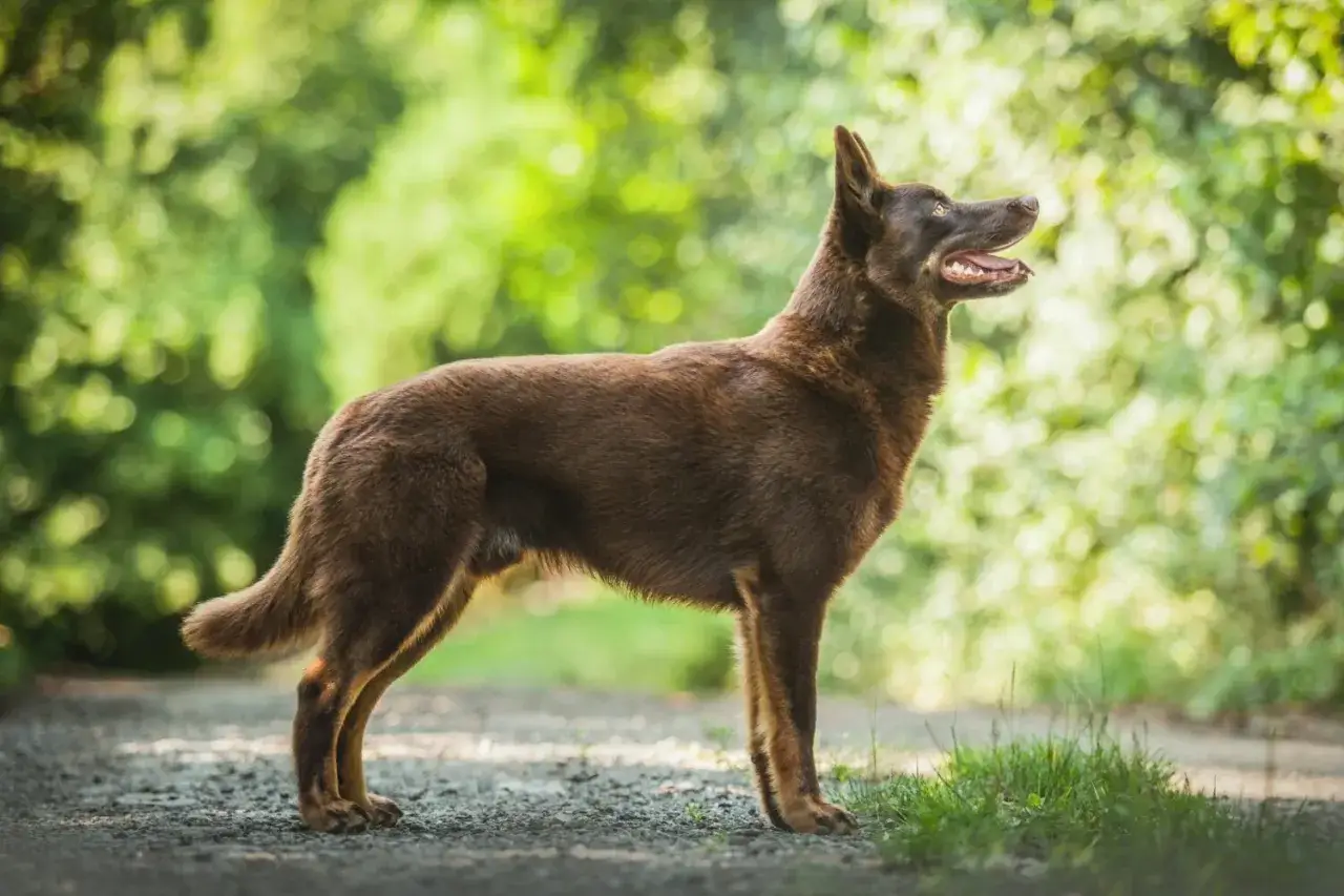 Ein brauner australian kelpie steht auf einem Weg, die Ohren aufgestellt, den Mund leicht ge&ouml;ffnet.