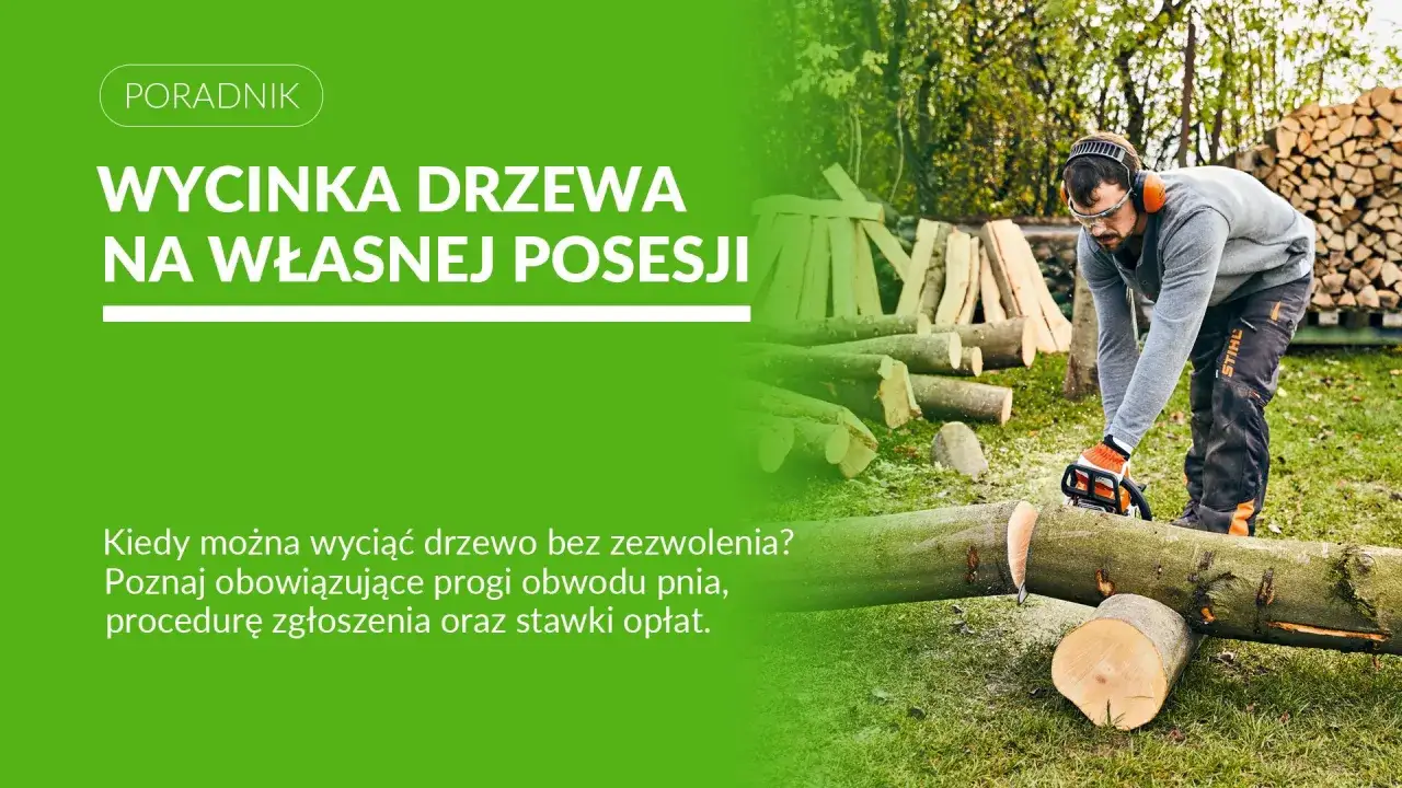 Mężczyzna z piłą łańcuchową pracuje przy drzewie. Dowiedz się, jakie drzewa można wyciąć bez pozwolenia na własnej posesji.