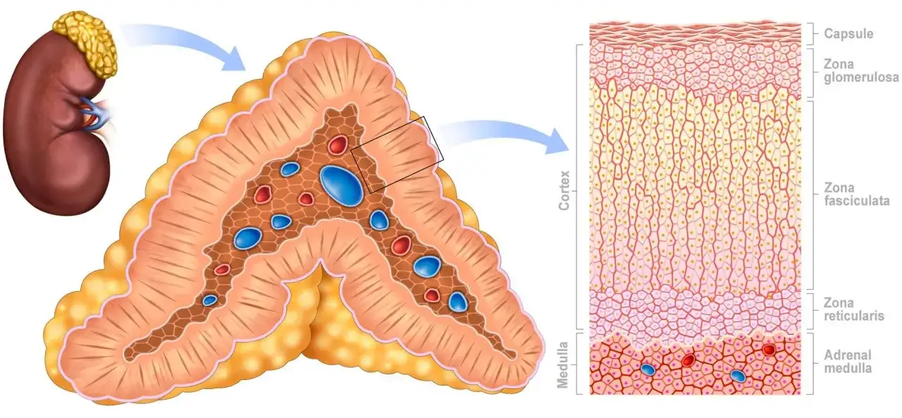 Przekrój nadnercza, pokazujący jego korę z warstwami: zona glomerulosa, fasciculata, reticularis, oraz rdzeń. DHEAS jest produkowany w korze.