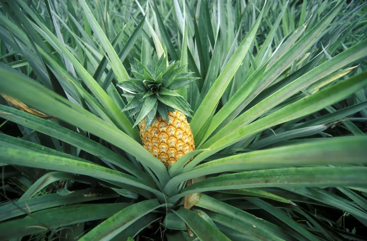 En mogen ananas växer bland gröna blad. Den gyllene frukten, som liknar en stor ananas physalis, är omgiven av spretiga blad.