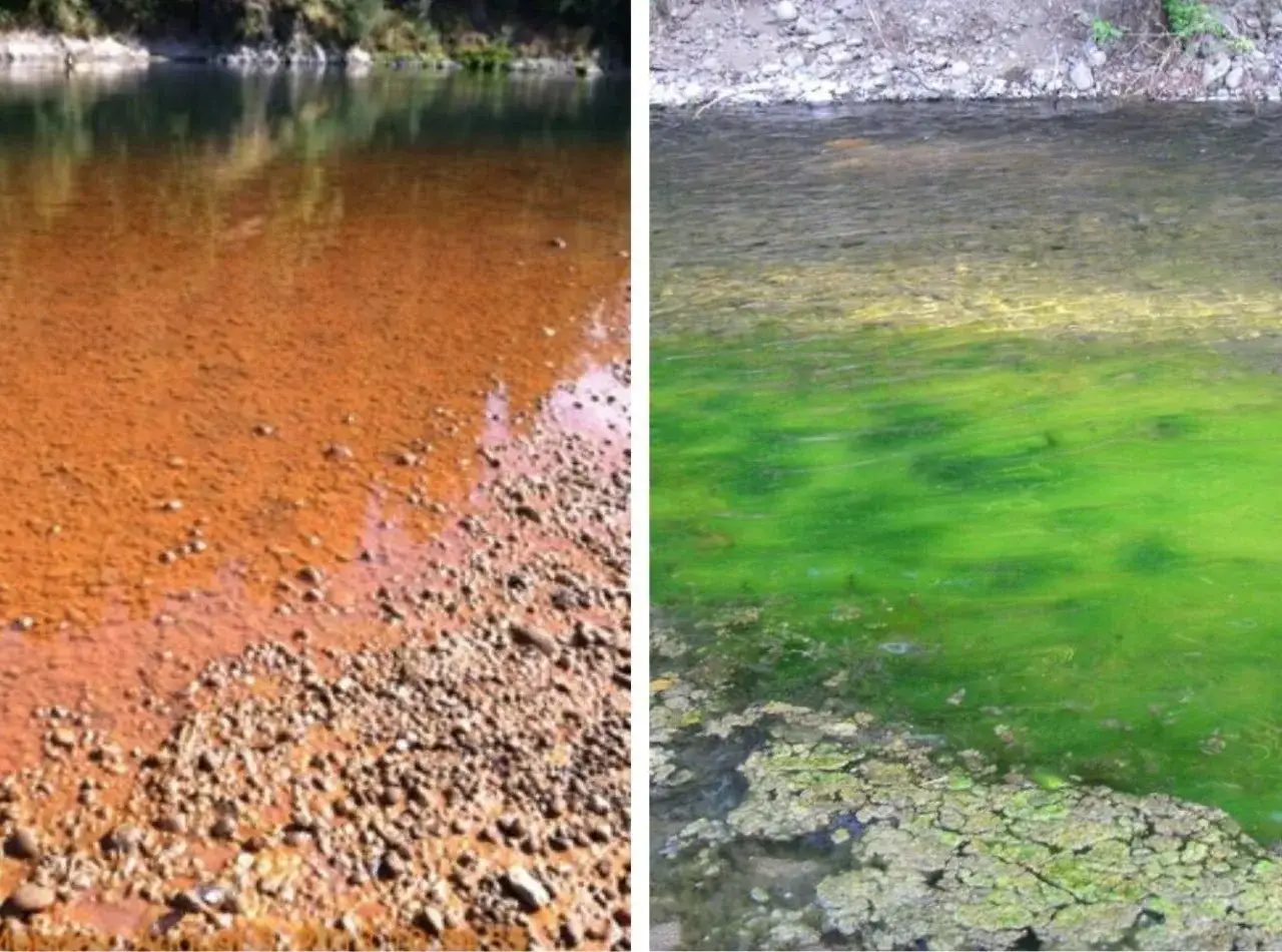 Comparaison de deux rivi&egrave;res : l'une avec une eau rouge&acirc;tre, l'autre envahie par une algue rouge danger.