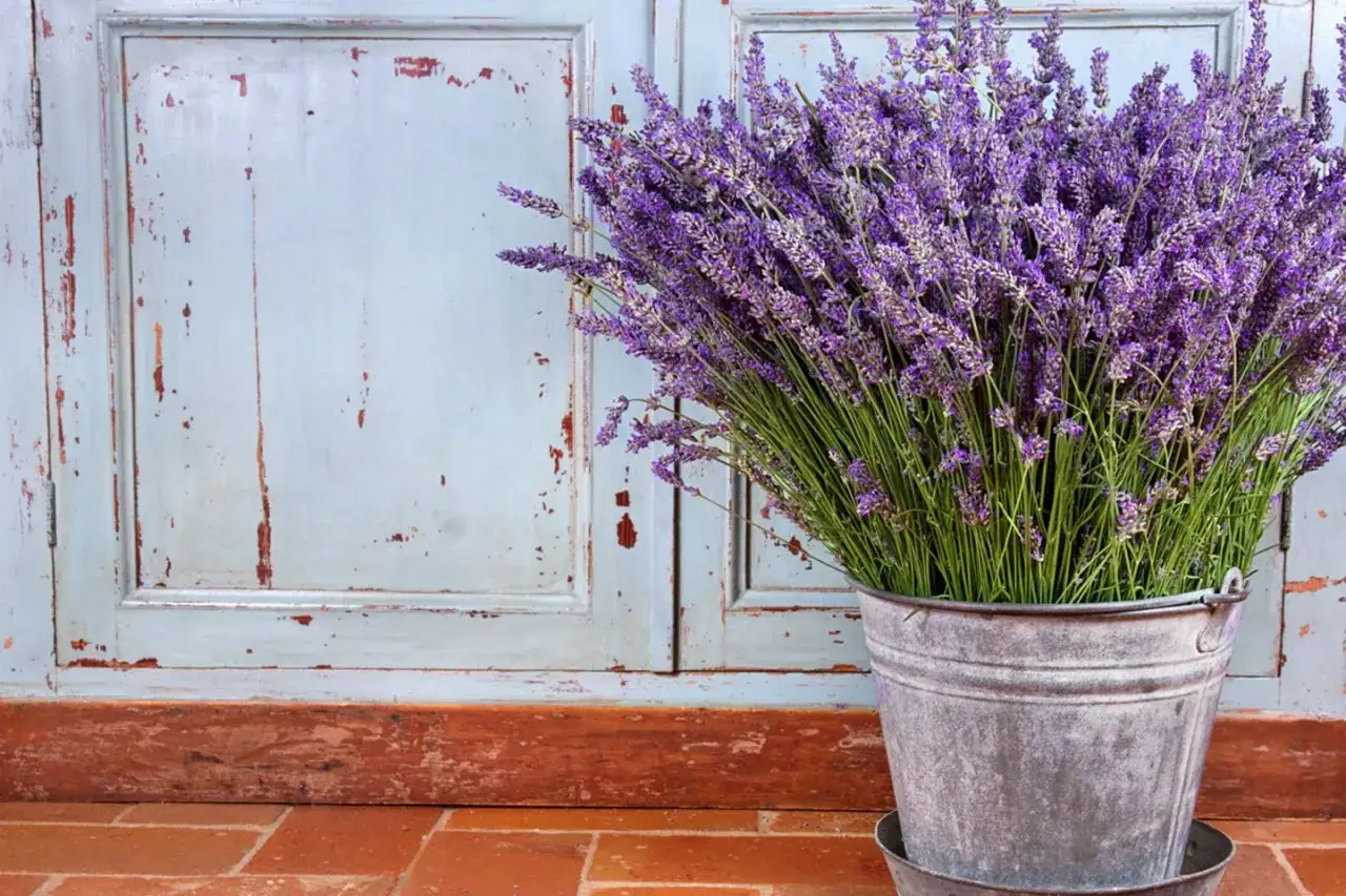 Ein Strauß duftenden Lavendels in einem Zinktopf vor einer verwitterten blauen Holztür bringt Provence-Flair in die Wohnung.