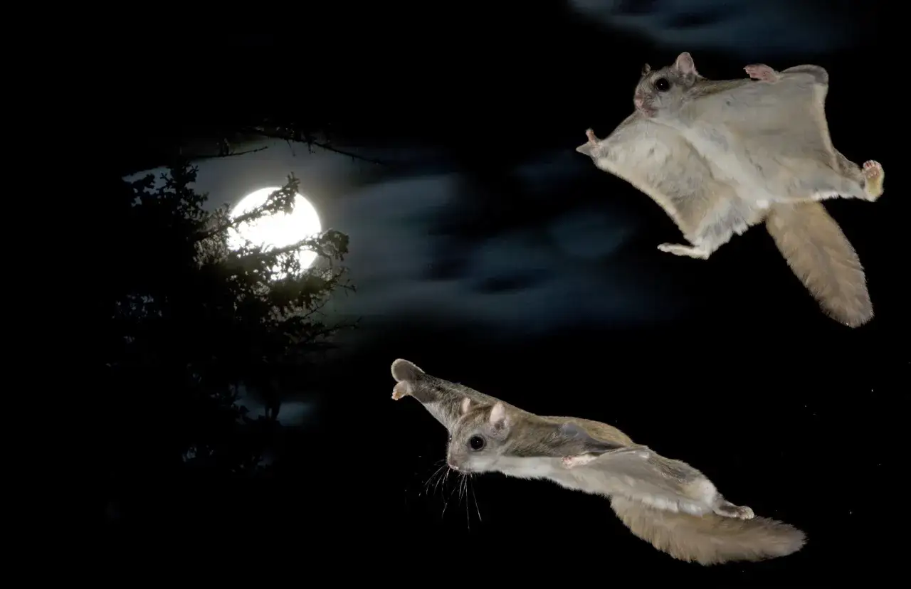 Dwie latające wiewiórki szybują w nocnym niebie, z księżycem w tle.