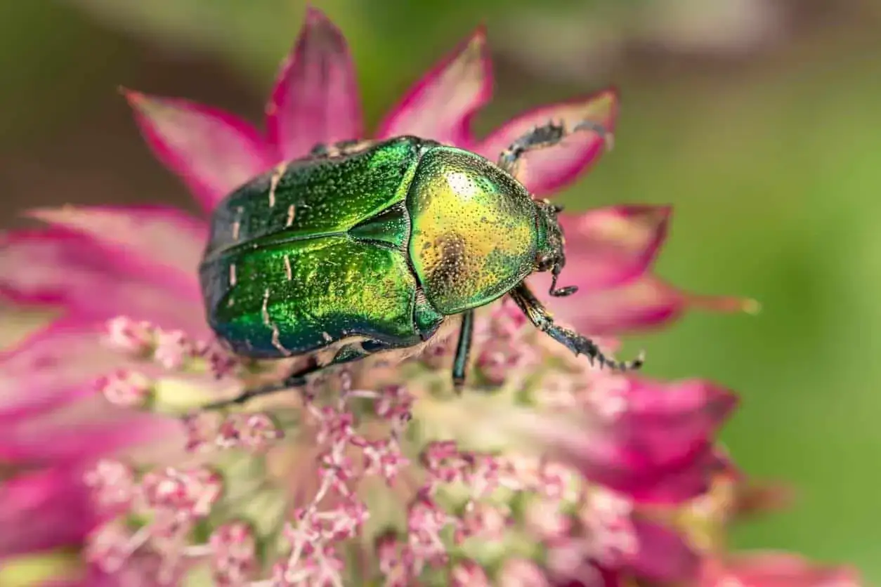 Un magnifique scarab&eacute;e jardin aux reflets verts et dor&eacute;s, perch&eacute; sur une fleur rose vif.