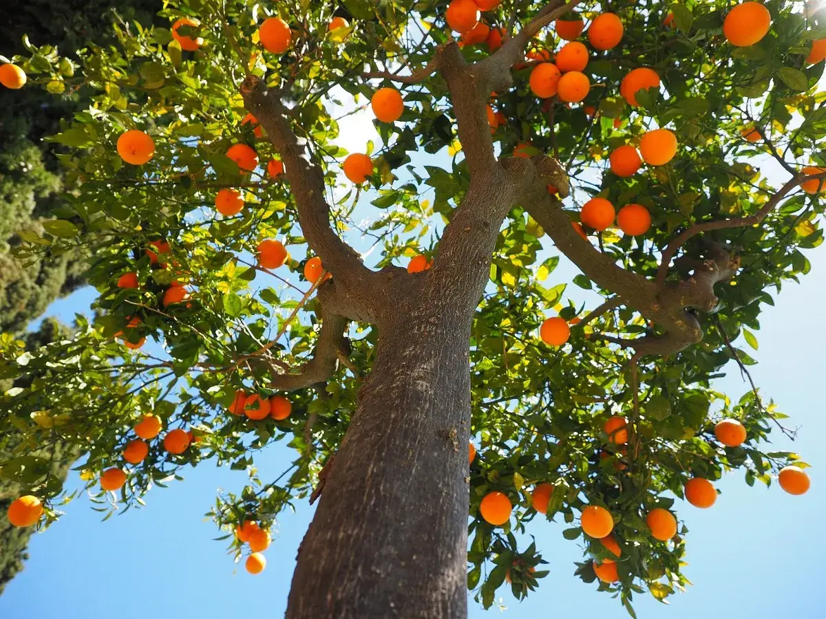 &Aacute;rboles para jard&iacute;n cargados de naranjas maduras bajo un cielo azul. Un espect&aacute;culo vibrante y natural.