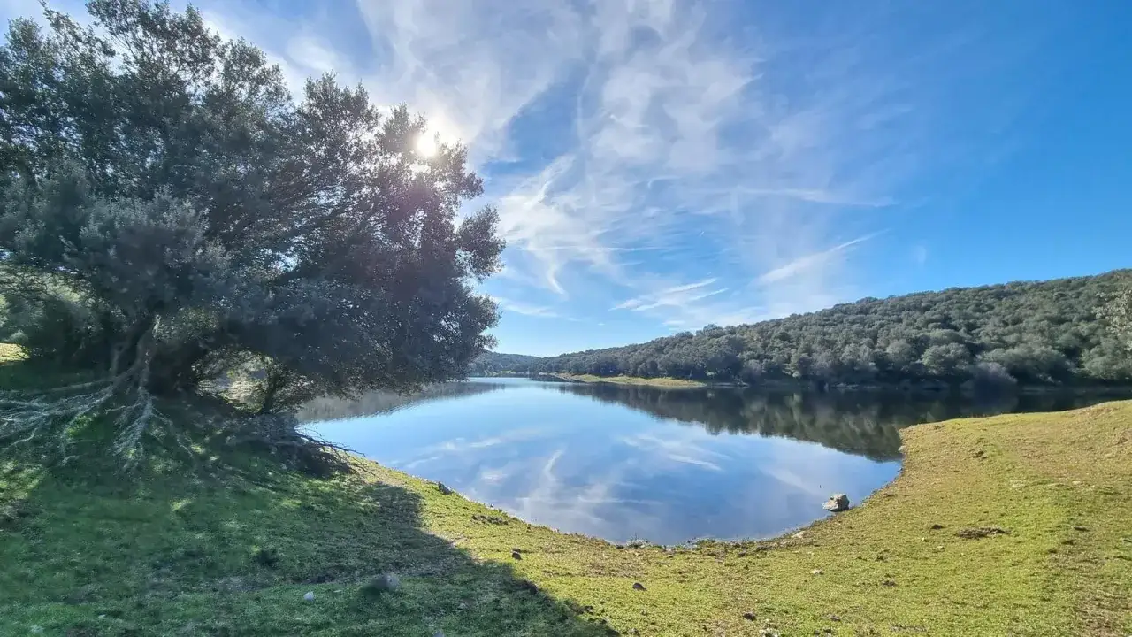 El embalse de Pedrezuela, con un árbol frondoso en primer plano, refleja un cielo azul con nubes algodonosas.