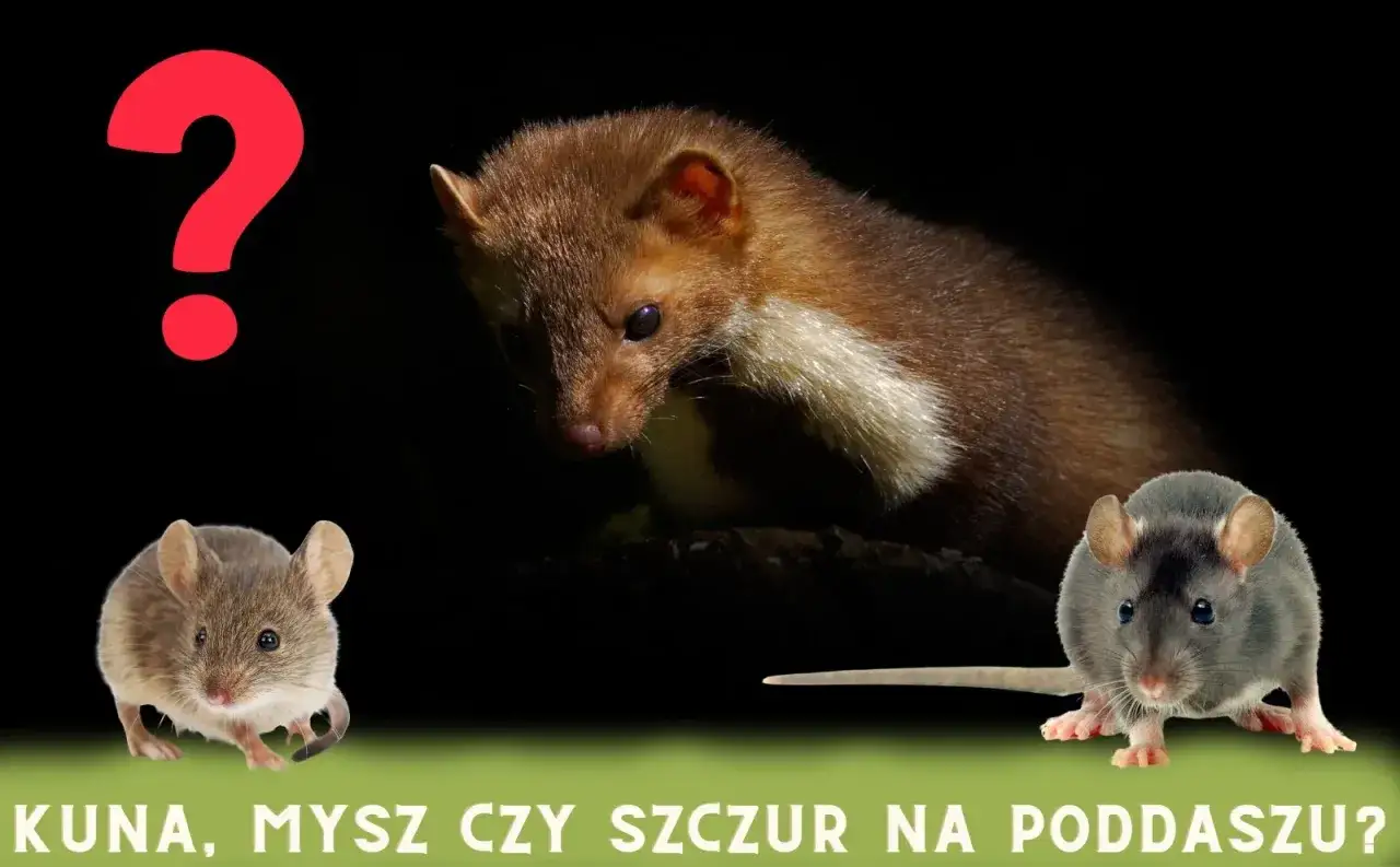 Kuna, mysz i szczur. Czego boją się szczury? Drapieżnik na górze, gryzonie na dole.